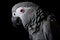 A vocal and intelligent African Grey Parrot mimicking words and sounds, mimicking words and sounds with ease. Generative AI