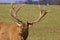 Vocal Red Deer Stag