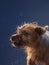 A vocal terrier dog barks animatedly, against a cool grey backdrop