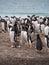 Vocalizing Gentoo Penguins on the Beach
