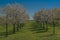 Vodnanske Svobodne Hory village in spring color day with fruit orchard