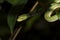 Vogel\'s green pitviper Trimeresurus vogeli Baby Close-up