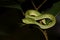 Vogel\'s green pitviper Trimeresurus vogeli Baby Close-up