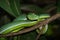 Vogeli green pit viper on a tree