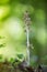 Vogelnestje, Birds Nest Orchid, Neottia nidus-avis