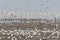 Vogels op Waddenzee, Birds at Wadden Sea