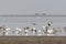 Vogels op Waddenzee, Birds at Wadden Sea