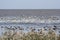 Vogels in Waddenzee, Birds at Wadden Sea