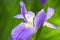 Voilet Iris flower in closeup
