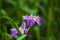 Voilet Iris flower in closeup