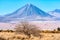 Volcan Licancabur and a nice tree