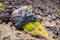 Volcanic bombs on Montana Blanca, Teide National Park, Tenerife