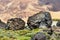 Volcanic bombs on Montana Blanca, Teide National Park, Tenerife