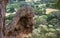 A volcanic boulder emerges from the bushland at Hanging Rock in Victoria