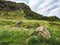 Volcanic Crags and Single Foxglove Flower, Holyrood Park, Edinburgh