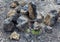 Volcanic desert wasteland rocks and flora - Iceland