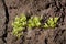 Volcanic formation detail with green plants in Sao Joge. Azores