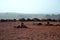 Volcanic geysers - steaming volcanic holes creating geyser, Timanfaya National Park, Lanzarote, Spain