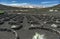 volcanic grape growing field in lanzarote