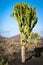 Volcanic landscape with cactuses, Lanzarote Island, Spain