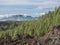Volcanic landscape with lava fields partly covered by the pine tree forest above clouds with silhoutte of la palma