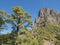 Volcanic landscape and lush pine tree forest, pinus canariensis view from Mirador de la Cumbrecita viewpoint at national