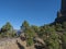 Volcanic landscape and lush pine tree forest, pinus canariensis view from Mirador de la Cumbrecita viewpoint at national