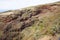 Volcanic landscape, typical houses, wild vegetation