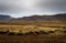 Volcanic moss landscape in Iceland