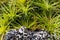 Volcanic rock surrounded by tropical evergreen plants. Bromelia humilis. Background of plants. Selective focus