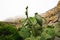 Volcanic rocks and tropical plants, huge cacti in bloom