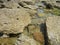 Volcanic shore. The stones are covered with silt.