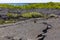 The volcanic Shoreline at Fernandina