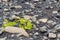 volcanic stones on surface of Kirkjufjara beach in Iceland