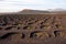 Volcanic vineyard on Lanzarote island