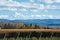 Volcano Aconcagua Cordillera and Vineyard in the Argentine province of Mendoza