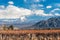 Volcano Aconcagua and Vineyard