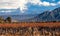 Volcano Aconcagua and Vineyard, Argentine