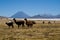 Volcano El Misti and volcano Nevado Chachani