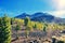 Volcano El Teide, Tenerife National Park. Pine forest on lava rocks in El Teide National park.