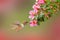 Volcano Hummingbird, animal Pink flowers with bird. in the nature habitat, mountain tropical forest, wildlife from Costa Rica.