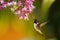 Volcano Hummingbird, hovering next to pink flower in garden, bird from mountain tropical forest, Savegre, Costa Rica