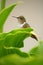 Volcano Hummingbird, Selasphorus flammula, small bird in the green leaves, Costa Rica