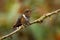 Volcano Hummingbird - Selasphorus flammula very small hummingbird bird which breeds only in the mountains of Costa Rica and