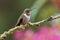 Volcano Hummingbird - Selasphorus flammula very small hummingbird which breeds only in the mountains of Costa Rica and Chiriqui,