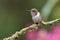 Volcano Hummingbird - Selasphorus flammula very small hummingbird which breeds only in the mountains of Costa Rica and Chiriqui,