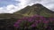 Volcano and landscape with blurred violet flowers foreground. Iceland. South area. Fjallabak.