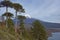 Volcano Llaima in Conguillio National Park, Chile