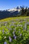 Volcano and purple flowers