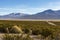 Volcanoes near the Sajama national park.